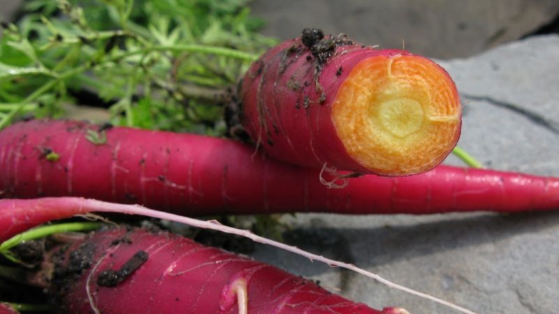 Popular varieties and hybrids of purple carrots