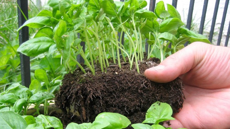 Planten, kweken, buiten verzorgen en vermeerderen van basilicum