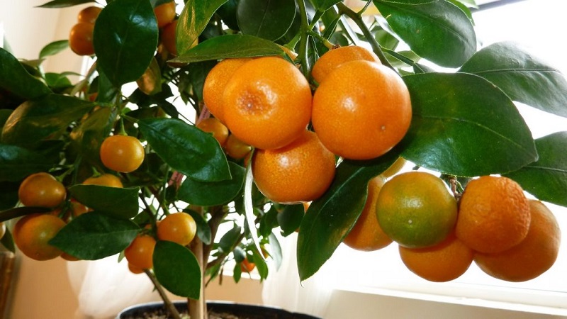 Mga panuntunan para sa paglaki ng isang tangerine mula sa isang buto sa bahay