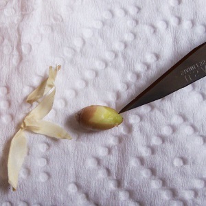 Правила за узгој мандарине из костију код куће