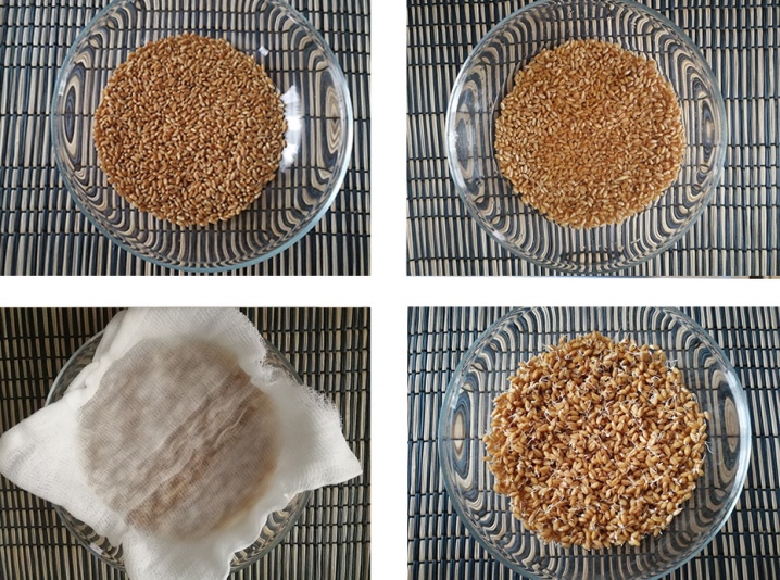 Mga kundisyon na pinakamabuting kalagayan para sa paglaki ng mga cereal: sa anong temperatura ang pagtubo ng trigo sa bahay at sa bukas na bukid