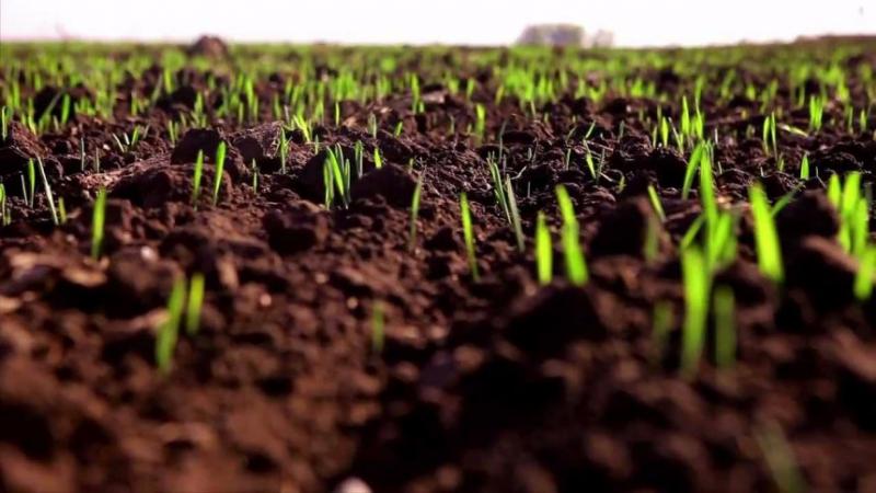 Optimal conditions for the growth of cereals: at what temperature does wheat germinate at home and in the open field
