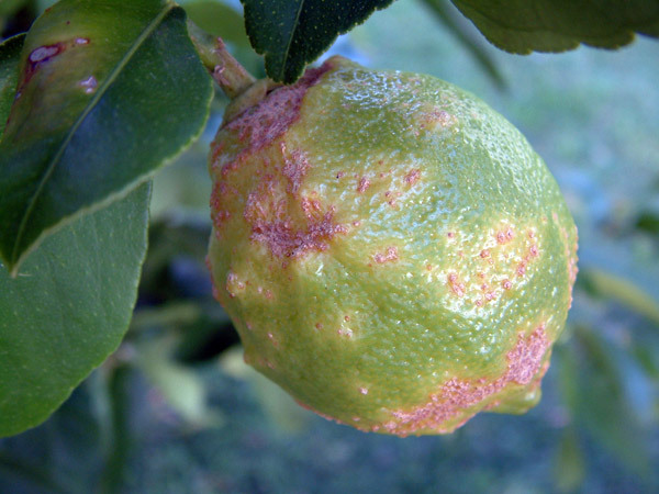 Jak zachránit mandarinky před červy a nemocemi