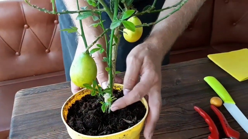 Propagation du citron par boutures et culture à la maison