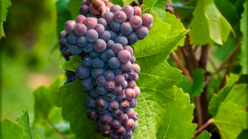 White grape variety Pinot grigio