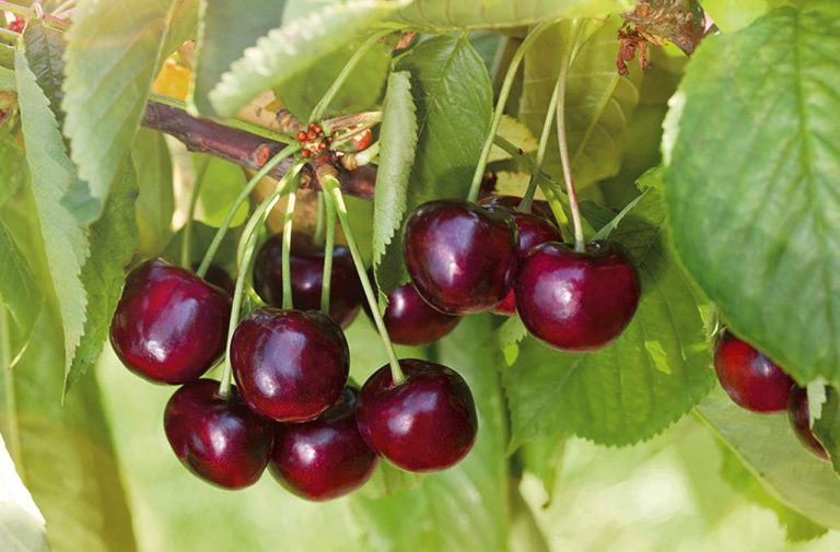 The best varieties of cherries for the Moscow Region and other regions of the Russian Federation