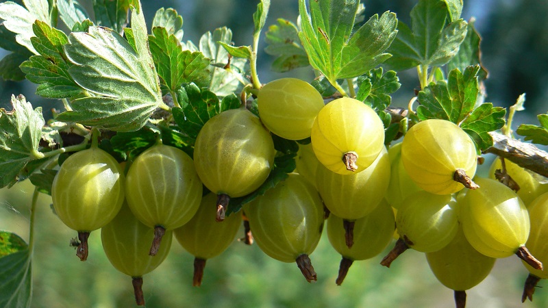 Las variedades de grosella espinosa más populares y productivas.