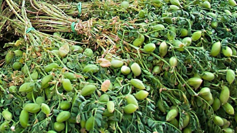 Ang pinakasikat na mga varieties ng chickpea - paglalarawan at mga katangian
