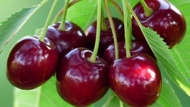 As variedades de cereja mais doces da Rússia central