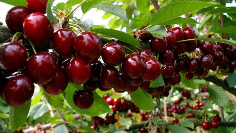 Ang pinaka-produktibo at masarap na varieties ng mga cherry