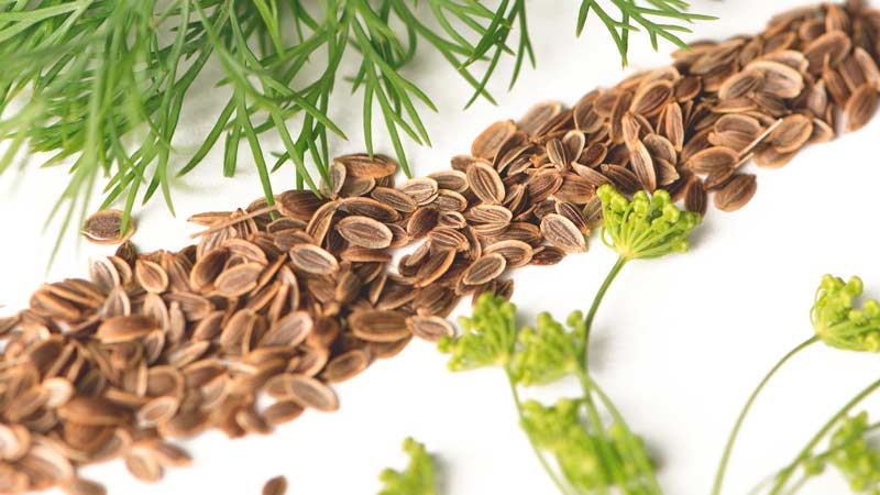 Incredible but true: the medicinal properties of dill are overwhelming