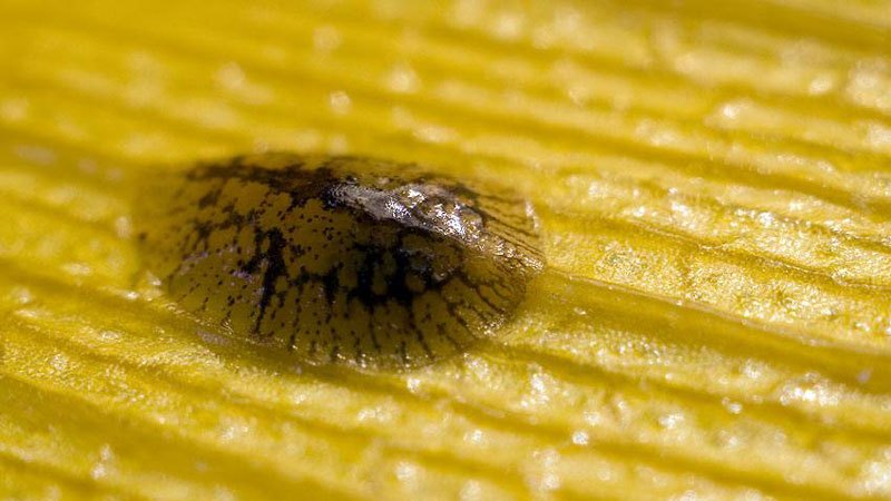 Ravageurs et maladies du citron: traitement et prévention à domicile