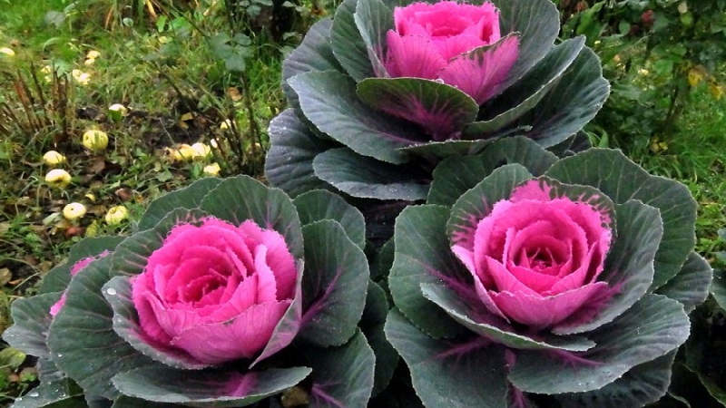 Is ornamental cabbage edible