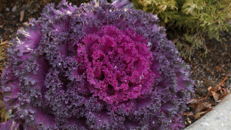 Is ornamental cabbage edible