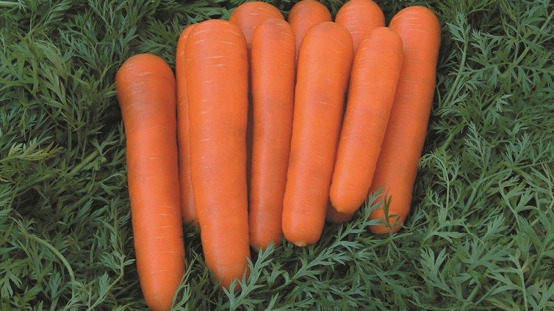 ¿Qué son las semillas de zanahoria, cómo elegirlas correctamente, plantarlas y cultivarlas usted mismo?