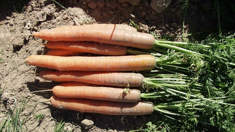 Qual é a melhor forma de adicionar ao solo no plantio de cenouras: os segredos de uma rica colheita