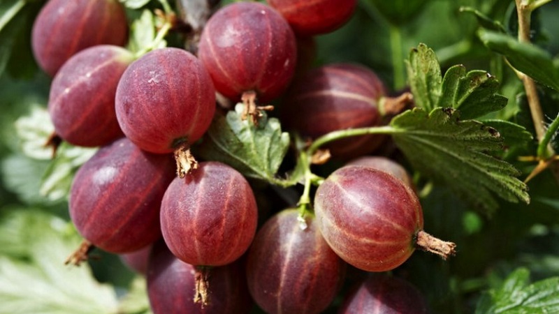 Сладка цариградско грозде с тъмночервен Hinnonmaki Red