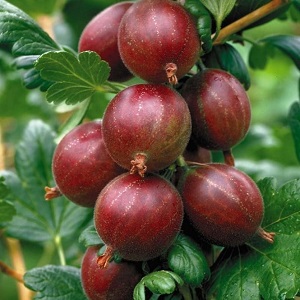 Сладка цариградско грозде с тъмночервен Hinnonmaki Red
