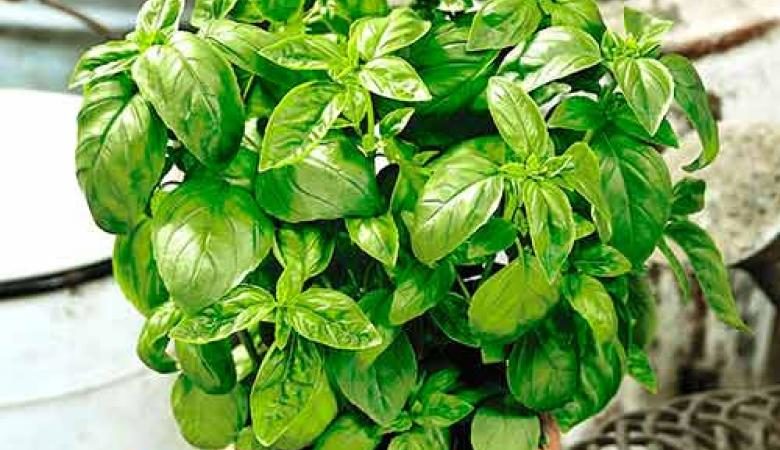 What is good about the Dwarf basil variety: reviews of those who grew it, advantages and disadvantages