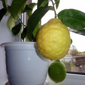 Panderosa limonu neden iyidir ve neden büyümeye değer?