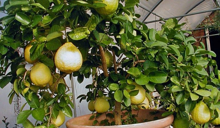 لماذا يعتبر الليمون Panderosa جيدًا ولماذا يستحق النمو