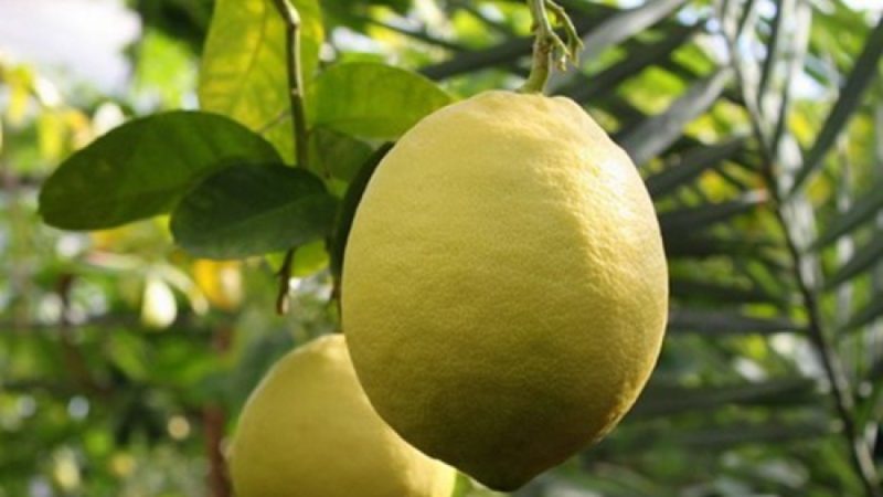 Nenáročná citronová odrůda Jubilee pro začátečníky