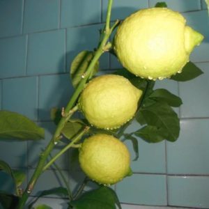 Eine unprätentiöse Zitronensorte zur Pflege des Jubiläums für Anfängerfloristen