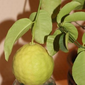 Egy szerény citromfajta a Jubileum gondozására kezdő virágkereskedők számára