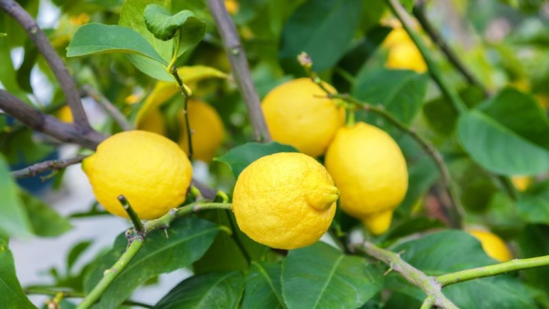 Wie man hausgemachte Zitronenkrankheiten behandelt