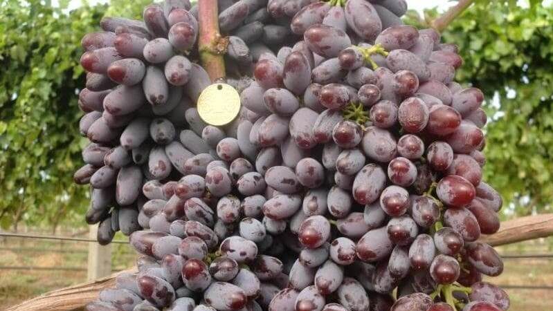 Description of grape varieties for Krasnodar