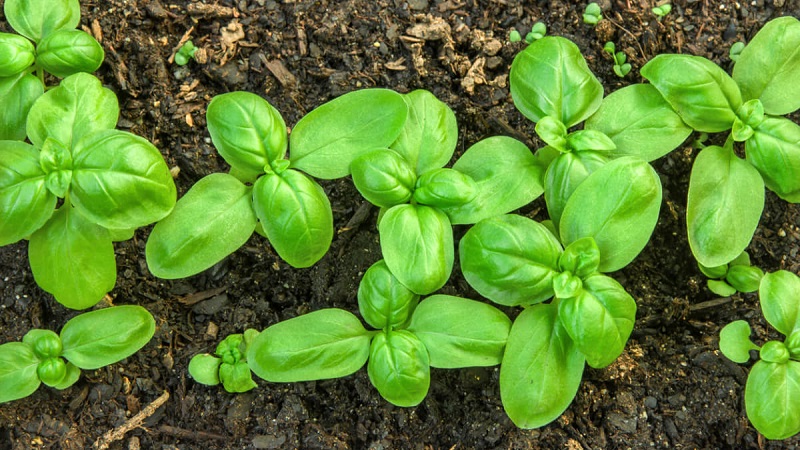 Variété de basilic végétal vert Tonus: culture à partir de graines pour les débutants