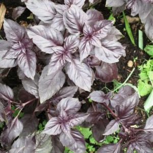 Characteristics and description of the Opal basil variety and reviews of those who grew it