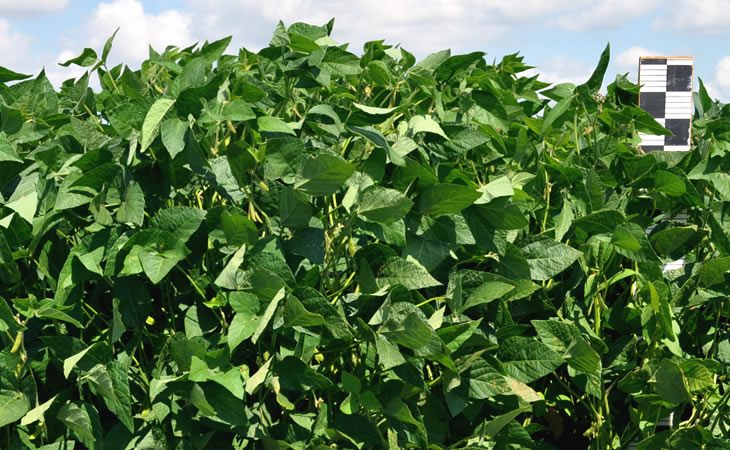 Characteristics and description of soybean prudence