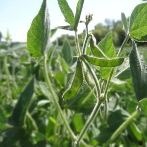Characteristics and description of soybean prudence