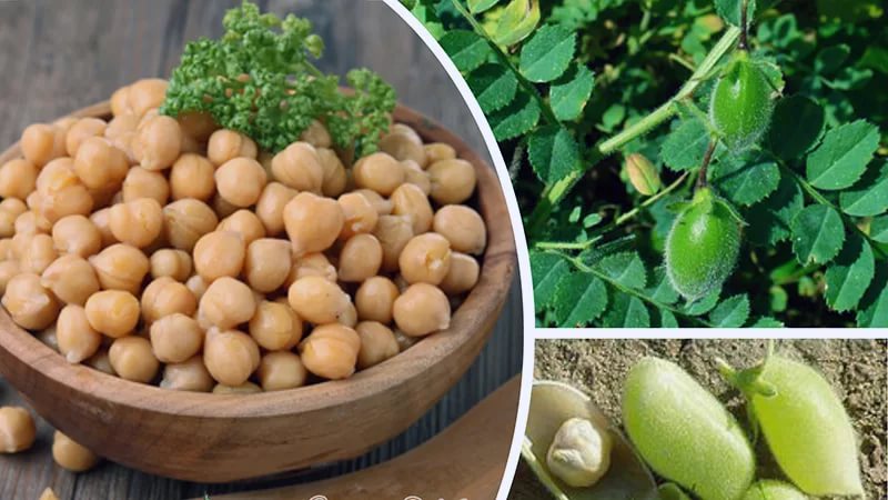 The most popular chickpea varieties - description and characteristics
