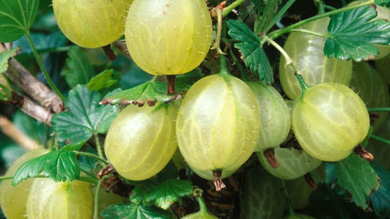 Ang pinakamahusay na mga varieties ng gooseberry para sa mga Urals at Siberia: paglalarawan at mga pagsusuri