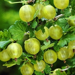 Varietà di uva spina medio-precoce con elevata resistenza invernale Hinnonmaki Green