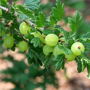 Varietà di uva spina medio-precoce con elevata resistenza invernale Hinnonmaki Green