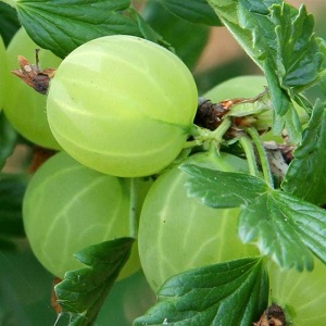 Středně časná odrůda angreštu s vysokou zimní odolností Hinnonmaki Green