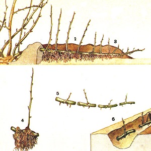 Keskikokoisen varhaisen karviaismarjan lajike, jolla on korkea talvikyky Hinnonmaki Green