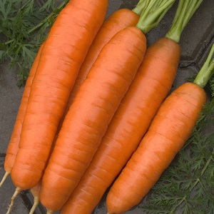 Variedad de zanahoria de temporada media Losinoostrovskaya