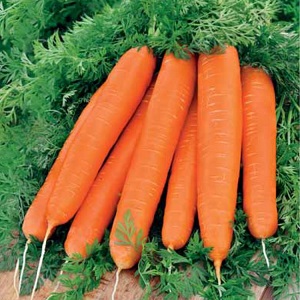 Mid-season carrot variety Losinoostrovskaya