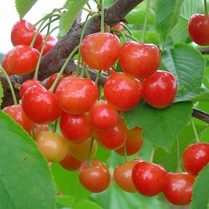 Ang iba't ibang mga maagang ripening cherries, lumalaban sa malamig na panahon at mga sakit, si Bryanskaya pink