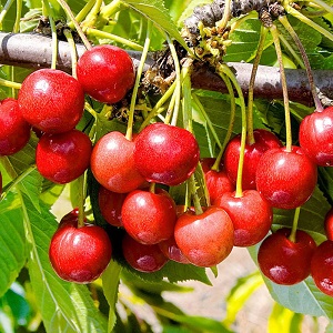 Ang iba't ibang mga maagang ripening cherries, lumalaban sa malamig na panahon at mga sakit, si Bryanskaya pink