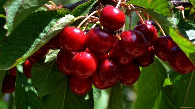 Nangungunang pinakamahusay na mga cherry varieties para sa Central Russia