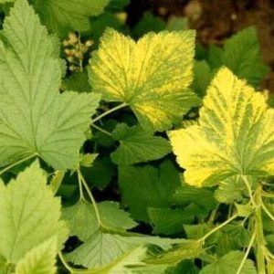 Currant leaves turn yellow in June: why this happens and what to do in this case