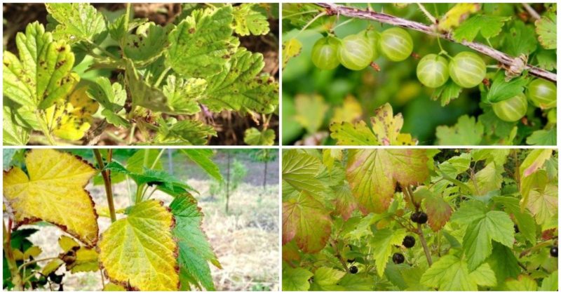 Currant leaves turn yellow in June: why this happens and what to do in this case