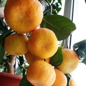 Cultivando mandarim Unshiu em casa