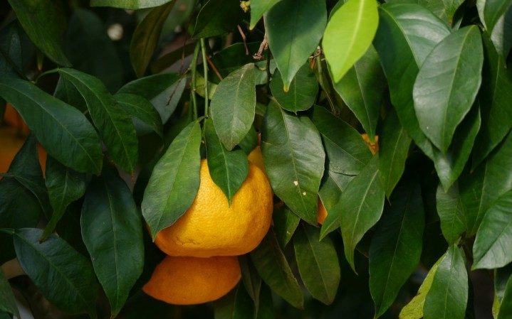 Å dyrke Unshiu-mandarin hjemme