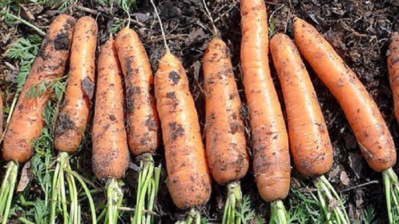 What is the yield of carrots from 1 hectare, what does it depend on and how to increase it